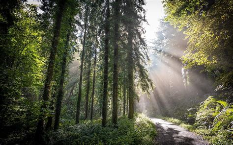 Forest In Ireland Sunbeams Road Iraland Forest HD Wallpaper Peakpx