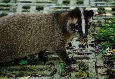 Xiongsen Animal World Masked Palm Civet Zoochat