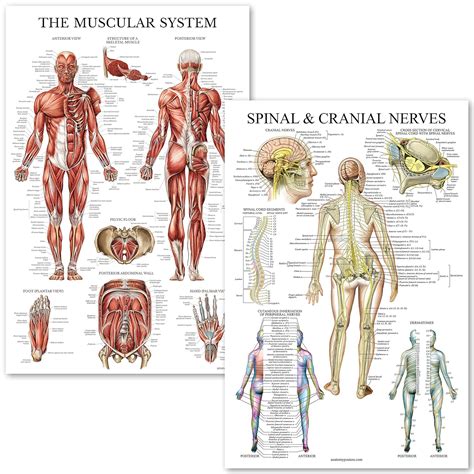 Pack Laminated Muscle Muscular And Skeletal System Anatomical Charts