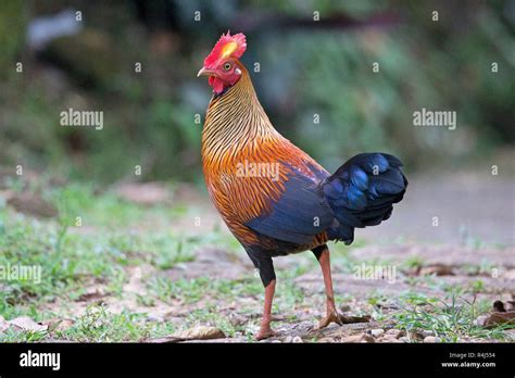 Sri Lanka Junglefowl Gallus Lafayetti Stock Photo Alamy