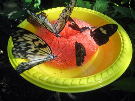 What Foods Do Butterflies Eat Abiewwt