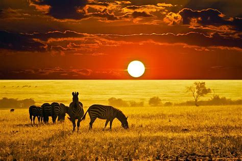 Zebras on the African savanna - Beautiful Picture