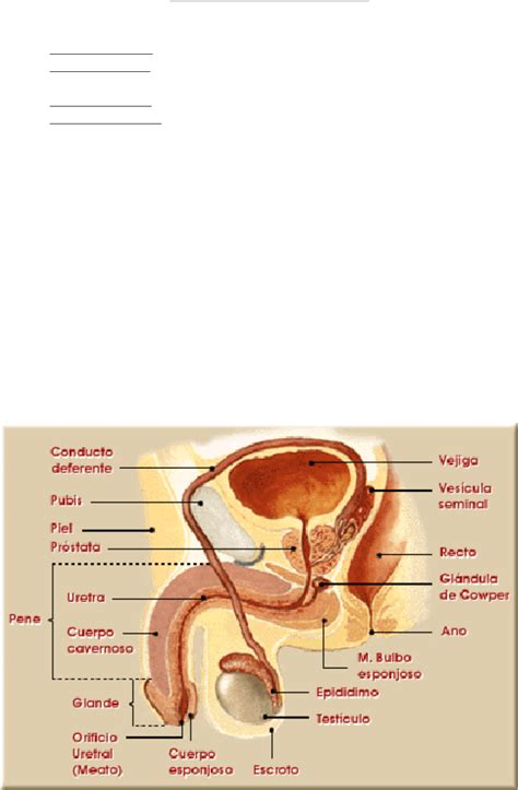 Resumen Aparato Reproductor Masculino Anatomia Y Fisiologia I Porn