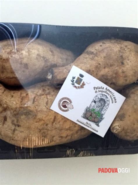 La “patata Americana” Di Anguillara Commercializzazione In Italia Con