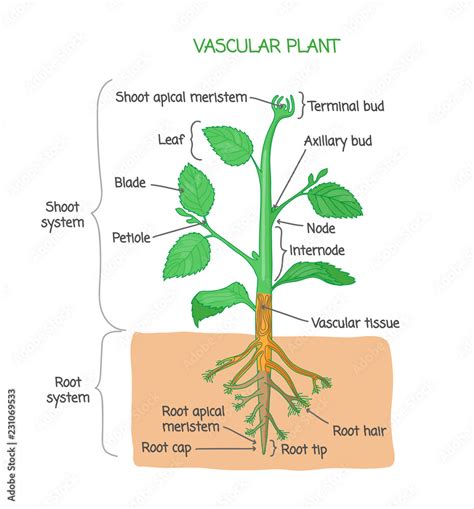 Vascular Plant Biological Structure Labeled Diagram Vector