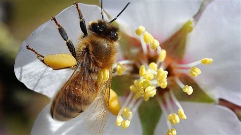 Huge Honey Bee Losses Across Canada Dash Hopes Of Upturn Canada Cbc