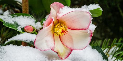 7 Beautiful Plants To Cheer You Up In The Late Winter Months Aleteia