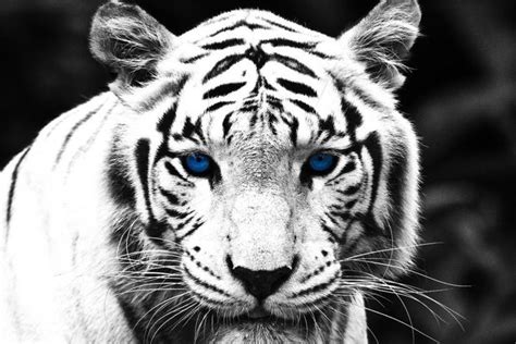 White Tiger Wallpapers Get Free Top Quality White Tiger Wallpapers