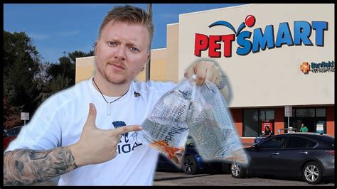 How To Use Feeder Fish From Petsmart Live Feeding Youtube