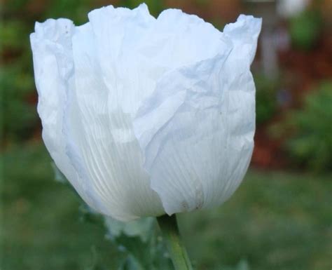 Peshawar White Poppy Seeds Certified Organic Papaver Somniferum