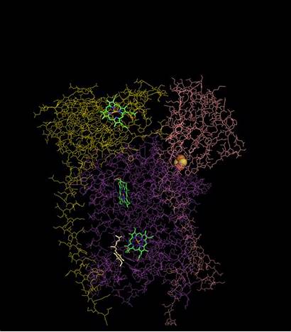 Complex Iii Electron Cytochrome Transport Reductase Bc1