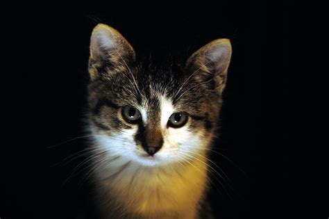 See more ideas about cute cats, cats, cats and kittens. Cute Cats #5 | Cute Cats