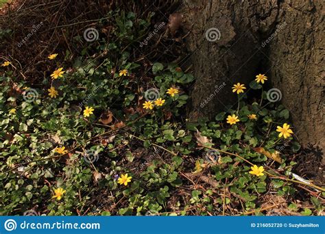 Celendine Ranunculus Ficaria Woodland Plant Landscape Format Stock