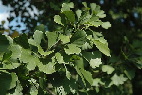 It is the only surviving member of a group of ancient plants believed to have inhabited the earth up to 150 million years ago. Princeton Sentry Ginkgo (Ginkgo biloba 'Princeton Sentry ...