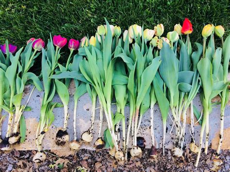 Growing Tulips As A Specialty Cut Flower — Bel Fiore Co Flower Bar