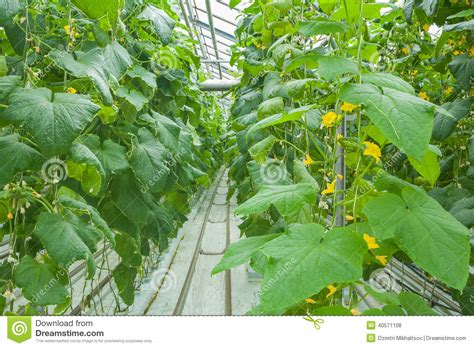 It will be useful for you to learn how to grow cucumbers in the winter in the greenhouse, as well as about the features of growing cucumbers in. Cucumber Plants Growing Inside Greenhouse Stock Photo ...
