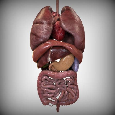 3ds Human Internal Organs Human Body Organs Body Anatomy Organs