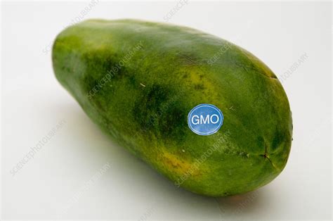 Genetically Modified Produce Papaya Stock Image C0390900
