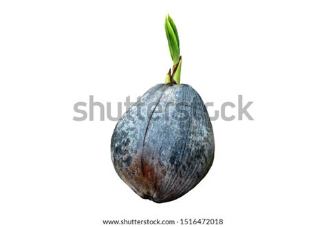 Sprout Coconut Tree Propagation Coconut Trees Stock Photo 1516472018