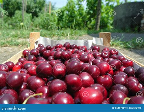 Freshly Picked Ripe Red Cherries In A Wooden Crate Stock Image Image