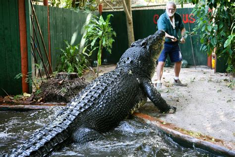 Largest Crocodile In Captivity Shown In Photos Mens Journal