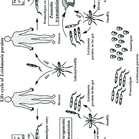 Life Cycle Of Leishmania Parasite In The Vector I E Sand Fly And The Download Scientific