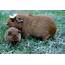 Your Guinea Pig’s Pregnancy The Stages Of