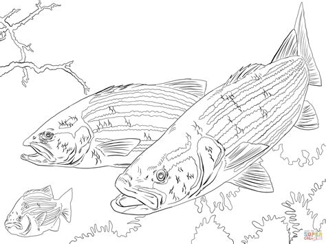 Bass is a large family and includes many species. Striped Bass coloring page | Free Printable Coloring Pages