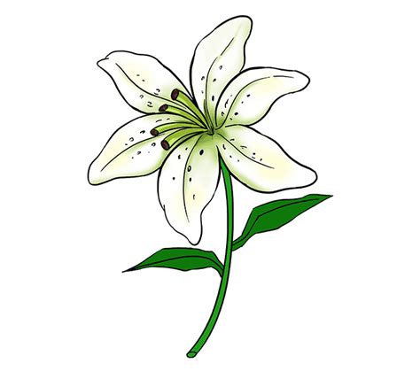 How To Draw A Lily In A Few Easy Steps Easy Drawing Guides Lilies