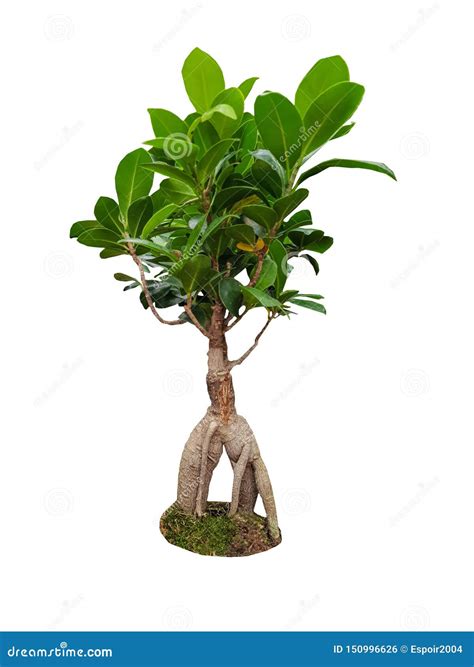 Decorative Ficus Annulata Or Banyan Tree Stock Image Cartoondealer