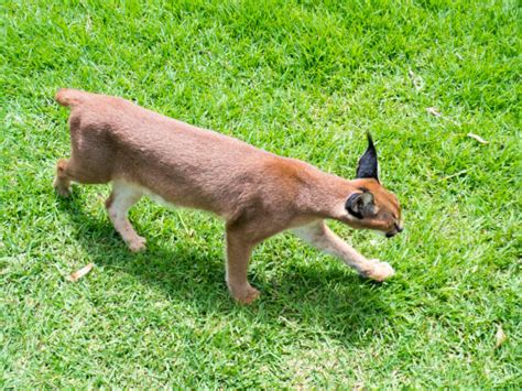 90 Angry Caracal Stock Photos Pictures And Royalty Free Images Istock