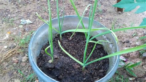 Untuk anda yang tertarik untuk memulai budidaya bawang putih. Cara menanam bawang putih di pot atau polybag || how to ...