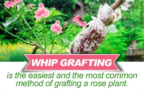 How To Graft Rose Plants With Easy Artificial Propagation Methods