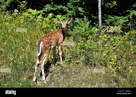 Young Deer Looking Back Stock Photo Alamy
