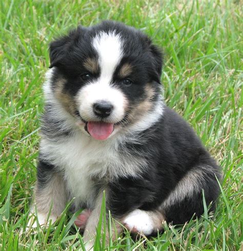 bringing an Aussie puppy home | Aussie puppies, Puppies, Cute animals