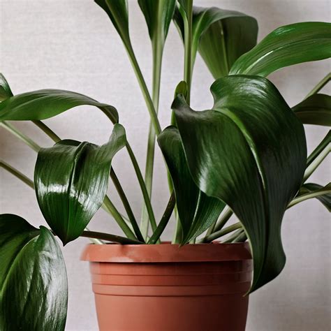 11 Indoor Plants That Are Safe For Your Cat 2022