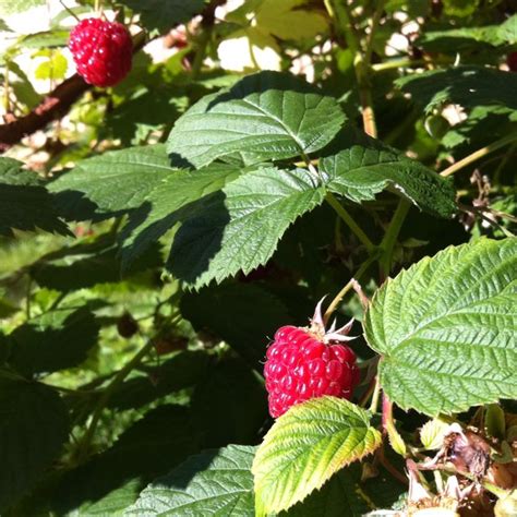 Growing Harvesting Eating Raspberries From My Garden Garden