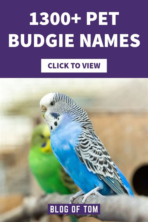 1300 Budgie Names In 2023 Budgie Names Budgies Cute Names