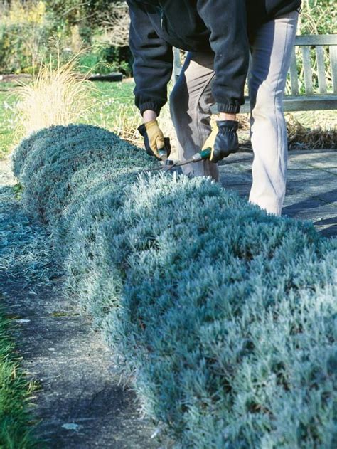 How To Plant Grow And Care For Lavender Lavender Hedge Hedges Home