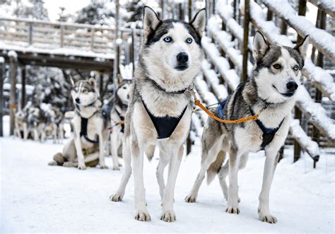 Working As A Husky Safari Guide In Lapland Wind From The North