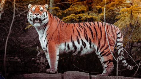 Tiger Wallpaper 4k Big Cat Wildlife Forest Predator Carnivore