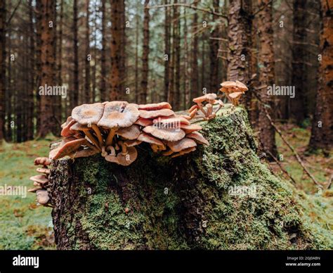 Mushrooms And Fungi Growing In A Moss Covered Forest In A Beautiful