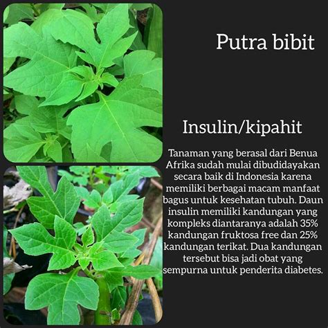 Check spelling or type a new query. Menakjubkan 28+ Gambar Daun Insulin Adalah - Richa Gambar