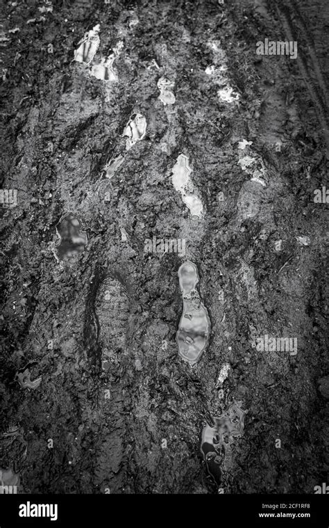 Footprints In Mud Stock Photo Alamy
