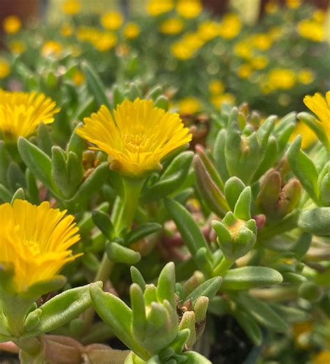 Yellow Ice Plant Invasive Species Council Of British Columbia
