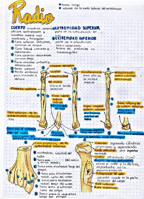 OsteologÍa Miembro Superior Udocz Anatomia Y Fisiologia Humana