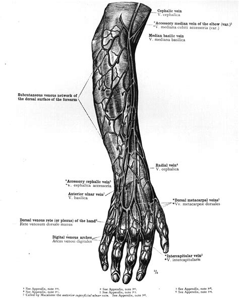Forearm Veins Anatomy