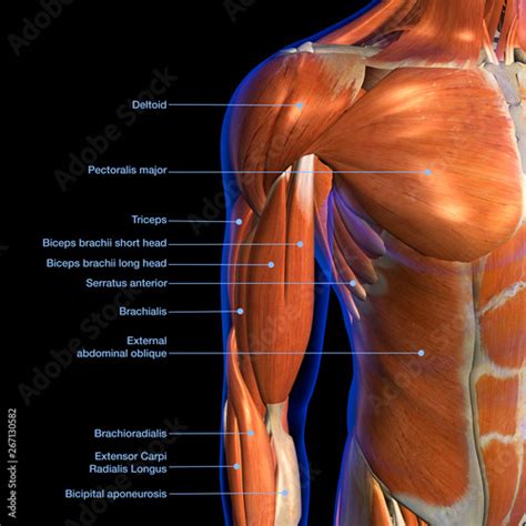 Chest Muscles Diagram Human Chest Muscles Pectoralis Major