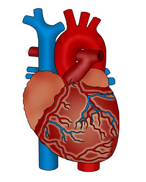 ANATOMÍA Y FISIOLOGÍA HUMANA El aparato circulatorio