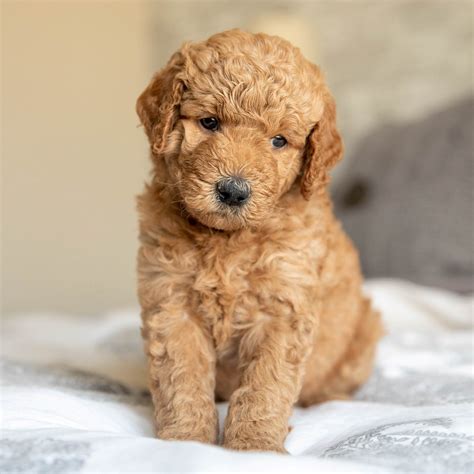 We sell our puppies by wait list only in order to ensure that every puppy we breed is going to family that will give them a forever home. Mini Goldendoodle Puppies For Sale • Adopt Your Puppy ...